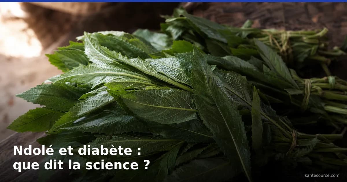 Feuilles vertes de Vernonia amygdalina (ndolé), plante étudiée contre le diabète au Cameroun