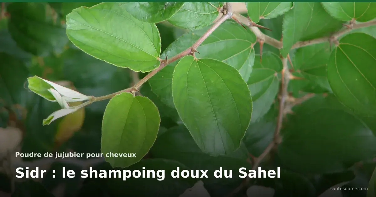 Feuilles vertes de jujubier Ziziphus mauritiana, la plante du sidem et de la poudre de jujubier pour cheveux