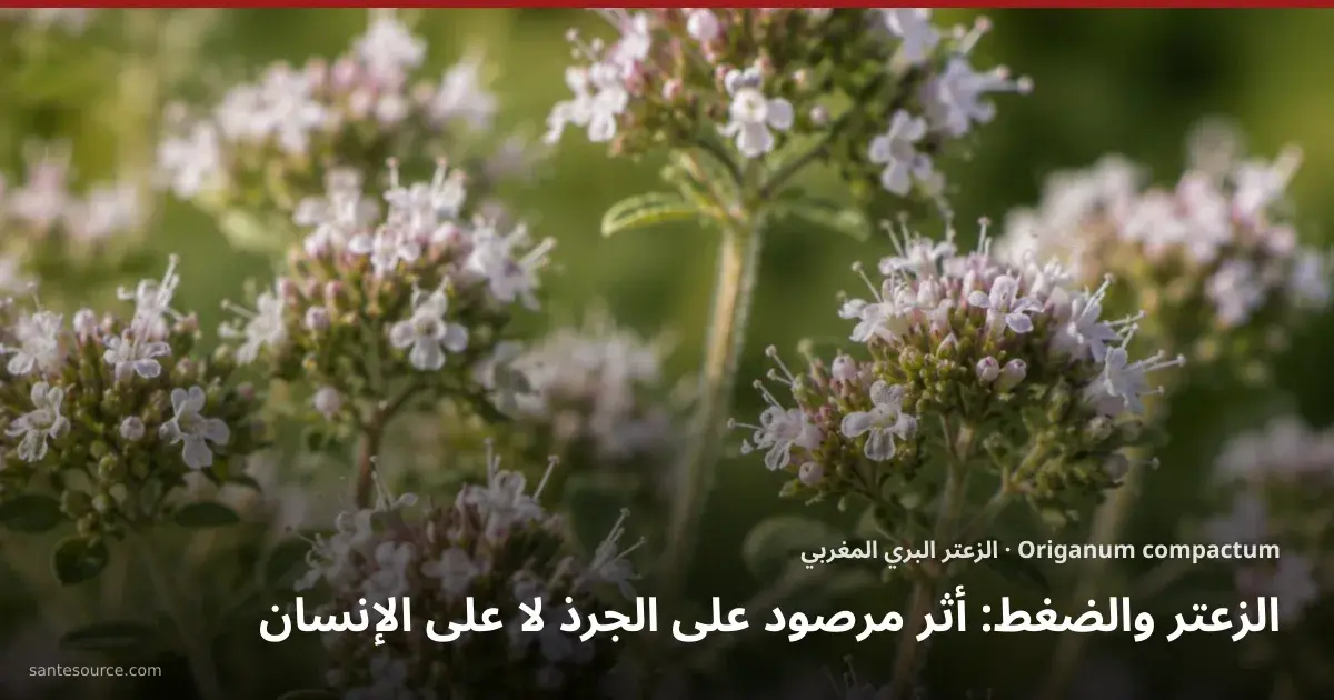 أزهار الزعتر البري المغربي Origanum compactum في الحقل، النبتة التي يهيمن عليها الكارفاكرول في ملف ضغط الدم