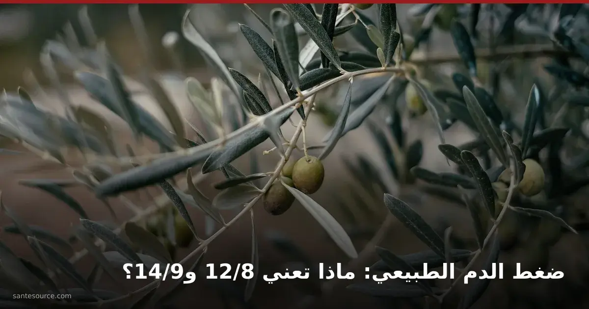غصن زيتون بثماره الخضراء في ضوء هادئ، مرجع ضغط الدم الطبيعي حسب العمر وقراءات 12/8 و14/9 في المغرب