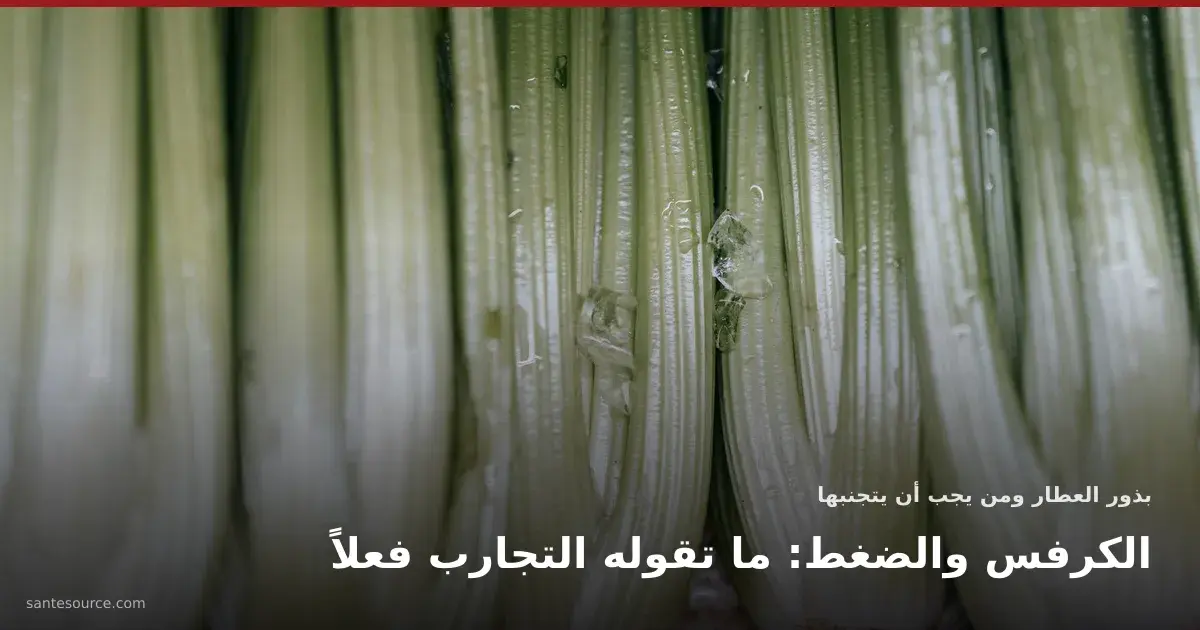 عيدان كرفس أخضر طازجة متراصة، لمقال فوائد الكرفس للضغط والسكري وبذور العطار في المغرب